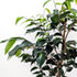Ficus benjamina 'Midnight Beauty' (Weeping Fig) - 18cm pot